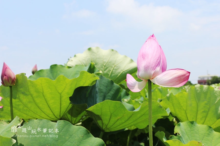 2015-6-13 觀音蓮花季~林家古厝 荷馨蓮園 向陽農場