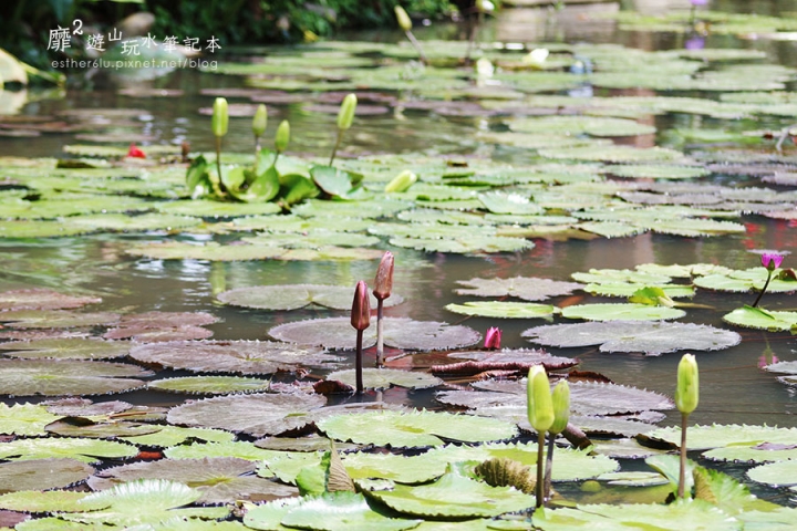 2015-6-13 觀音蓮花季~林家古厝 荷馨蓮園 向陽農場