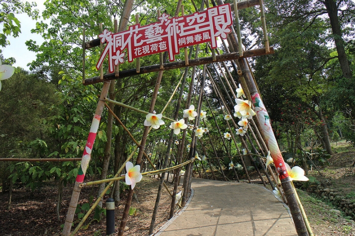 【遊記│雲林古坑】客家桐花季@荷苞山桐花公園