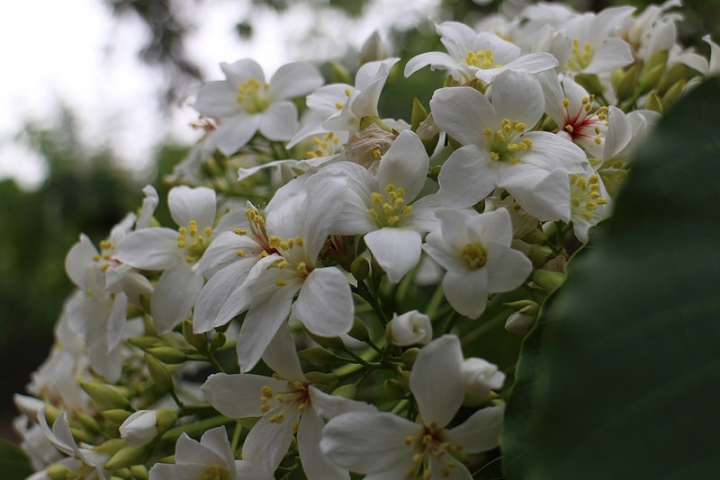 【遊記│雲林古坑】客家桐花季@荷苞山桐花公園