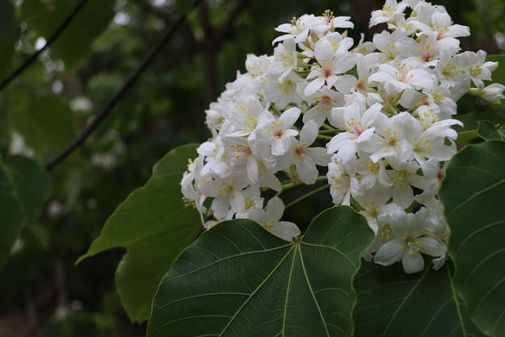 【遊記│雲林古坑】客家桐花季@荷苞山桐花公園