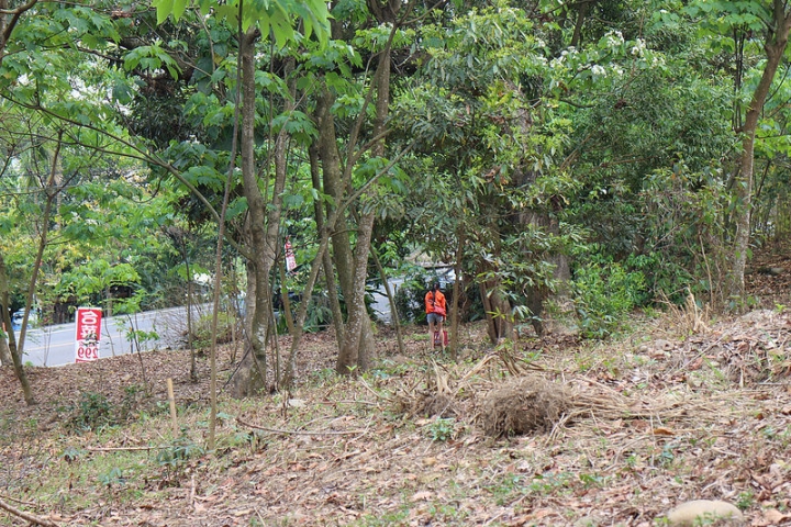 【遊記│雲林古坑】客家桐花季@荷苞山桐花公園