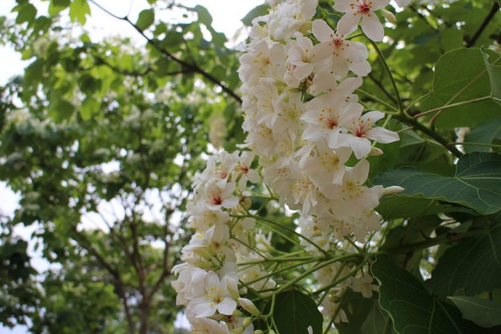 【遊記│雲林古坑】客家桐花季@荷苞山桐花公園
