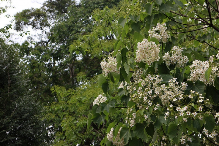 【遊記│雲林古坑】客家桐花季@荷苞山桐花公園