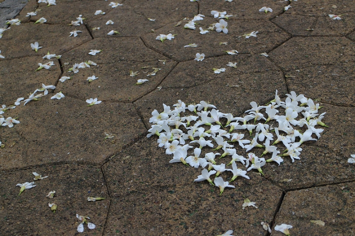 【遊記│雲林古坑】客家桐花季@荷苞山桐花公園