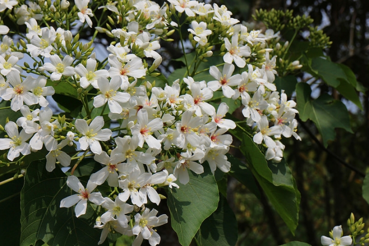 【遊記│雲林古坑】客家桐花季@荷苞山桐花公園