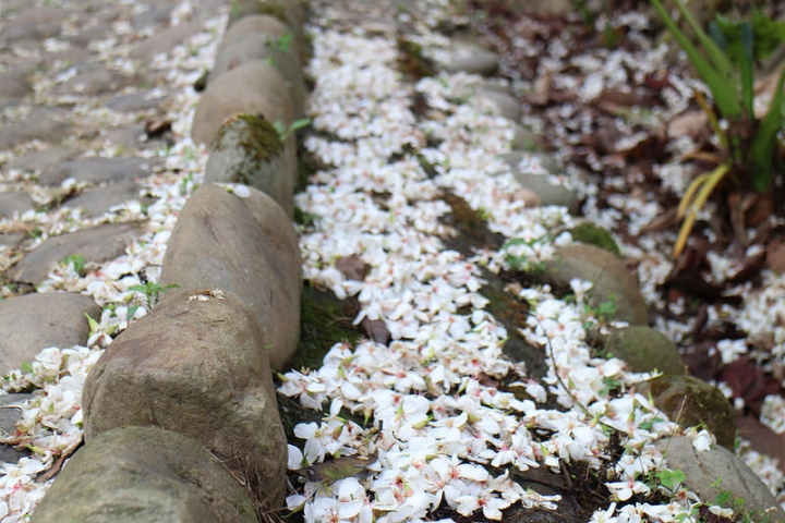 【遊記│雲林古坑】客家桐花季@荷苞山桐花公園