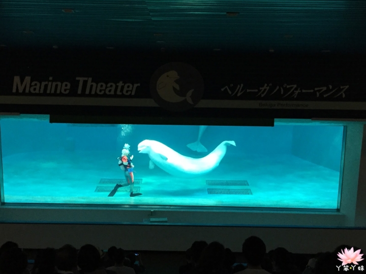 【日本・鴨川・2015】鴨川シーワールド -海洋世界