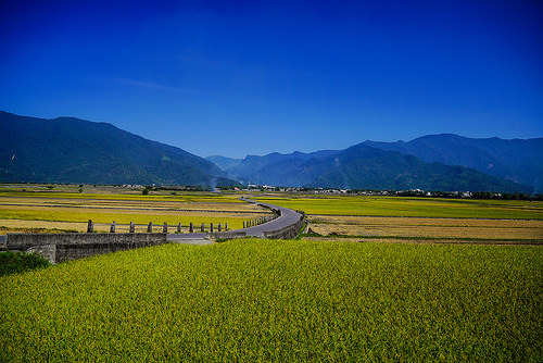 [臺東] 金城武樹復健中，伯朗大稻依舊閃耀金色光芒，池上伯朗大稻、天堂路