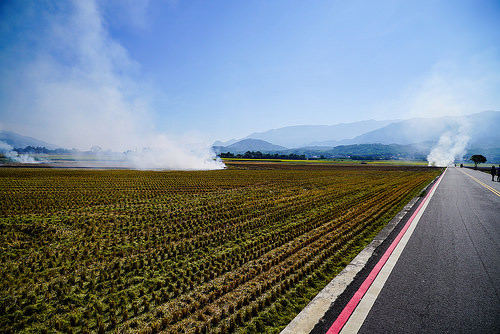 [臺東] 金城武樹復健中，伯朗大稻依舊閃耀金色光芒，池上伯朗大稻、天堂路