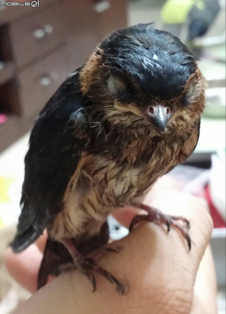 豪大雨天氣撿到一隻小鳥，可以幫看什麼鳥嗎??