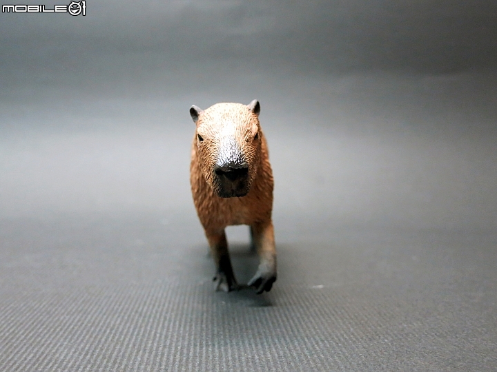 [動物創作]水中的...豬?1/10水豚