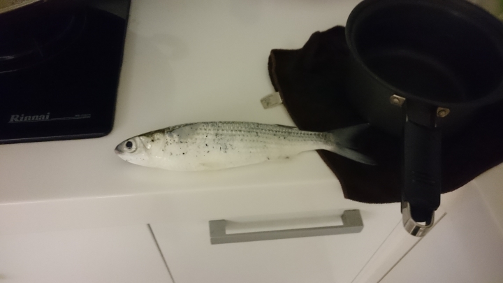 [問題]魚種請益&如何攻克虱目魚!!!