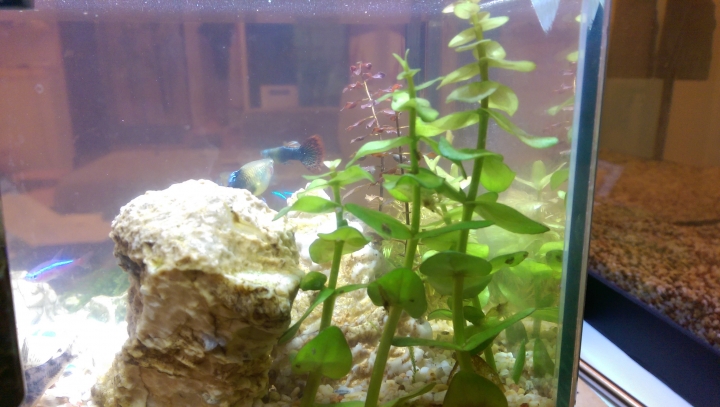 新手第一次養魚缸
