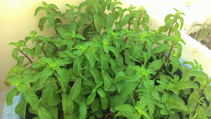 請問這是可以 食用  的薄荷嗎?