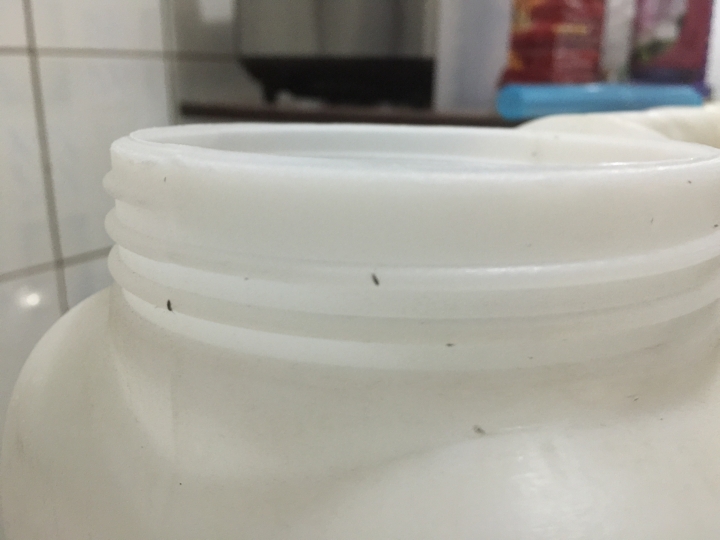 求解:一般家用 20L塑膠儲水桶 裝完水放置廚房隔天瓶蓋口都有不知名小蟲 不知道該怎麼解!