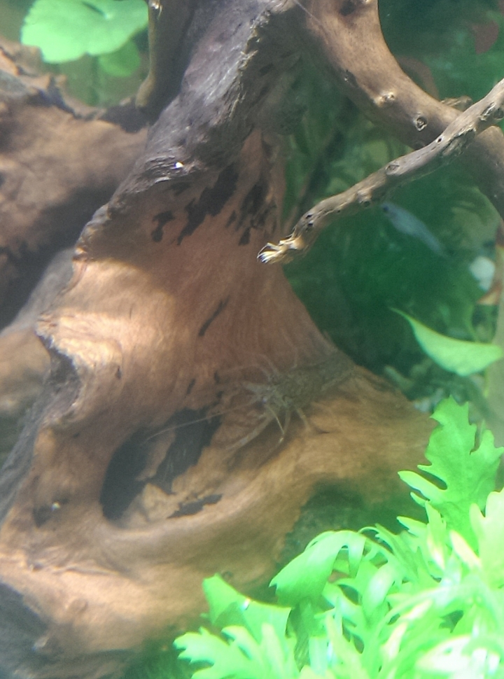 請問這是什麽魚(蝦)???