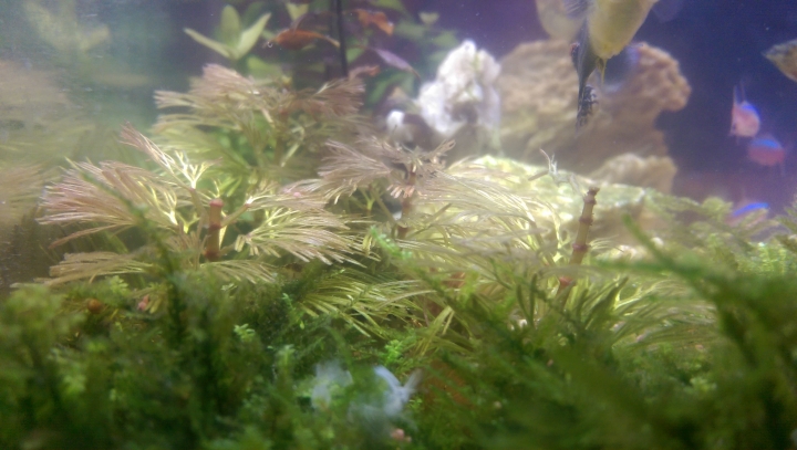 新手第一次養魚缸