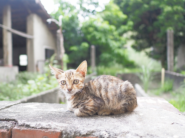 文藝再復興 OLYMPUS E-M5 Mark II 最文青