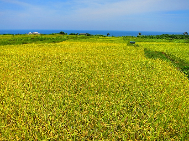 花蓮巡田水~稻浪&海浪(圖多慎入)