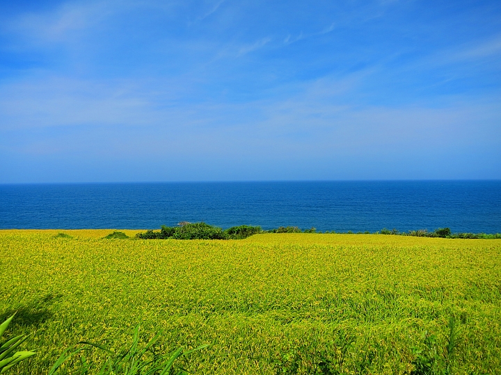 花蓮巡田水~稻浪&海浪(圖多慎入)