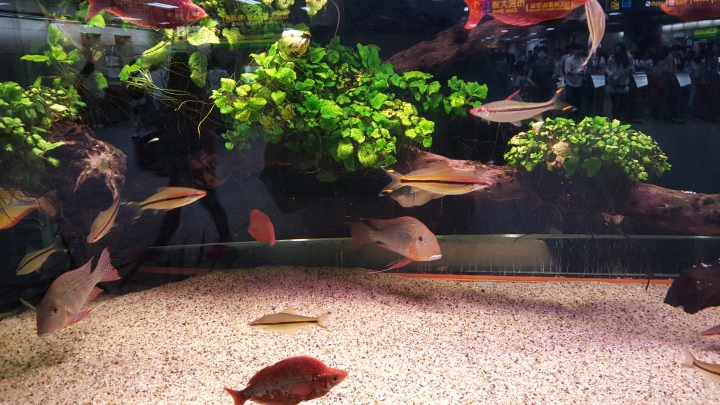 S6創意動態攝影體驗實拍分享 0.7秒快啟相機超好拍