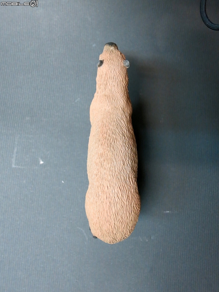 [動物創作]水中的...豬?1/10水豚