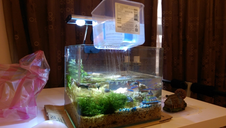 新手第一次養魚缸