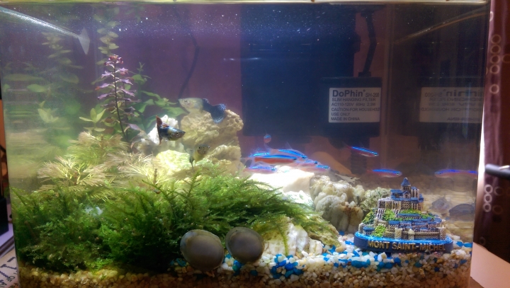 新手第一次養魚缸