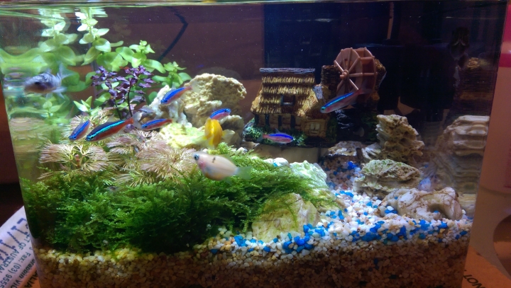 新手第一次養魚缸