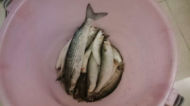 [問題]魚種請益&如何攻克虱目魚!!!