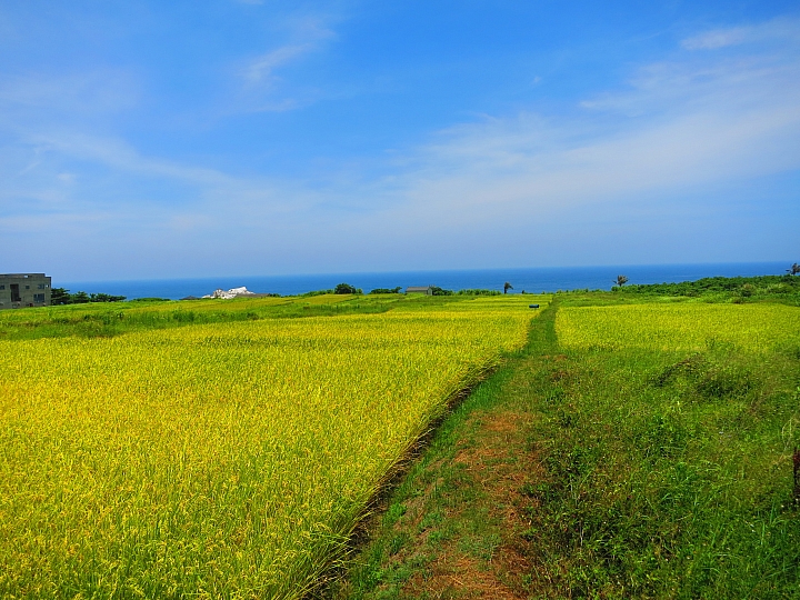 花蓮巡田水~稻浪&海浪(圖多慎入)