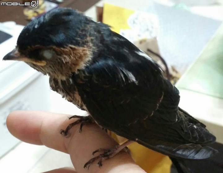 豪大雨天氣撿到一隻小鳥，可以幫看什麼鳥嗎??