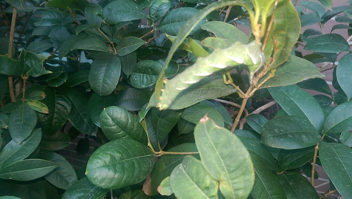 請問這是哪種蝴蝶/蛾的幼蟲 狂吃我的桂花葉子