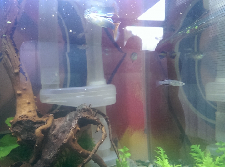 請問這是什麽魚(蝦)???