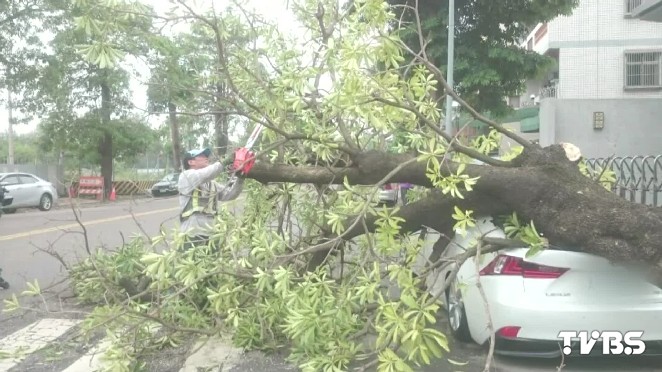 8公尺路樹砸毀2百萬名車車主申請國賠