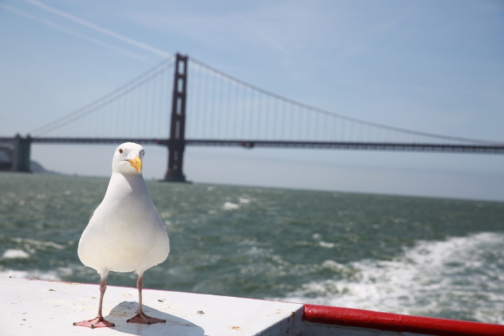 分享~我的美國職棒圓夢之旅...舊金山篇
