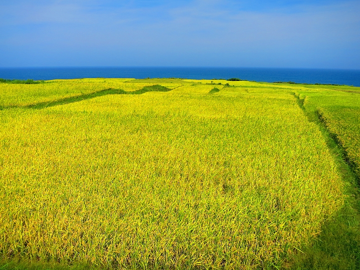 花蓮巡田水~稻浪&海浪(圖多慎入)