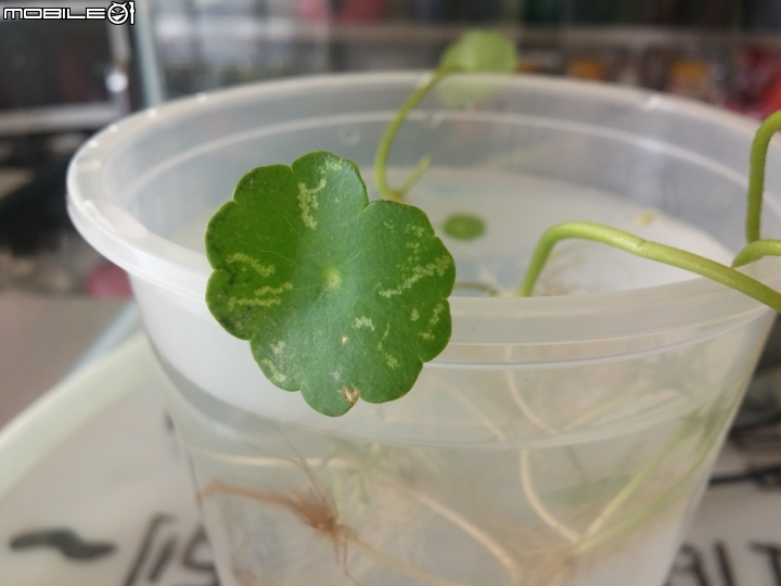 新手設缸初體驗－水陸好好玩