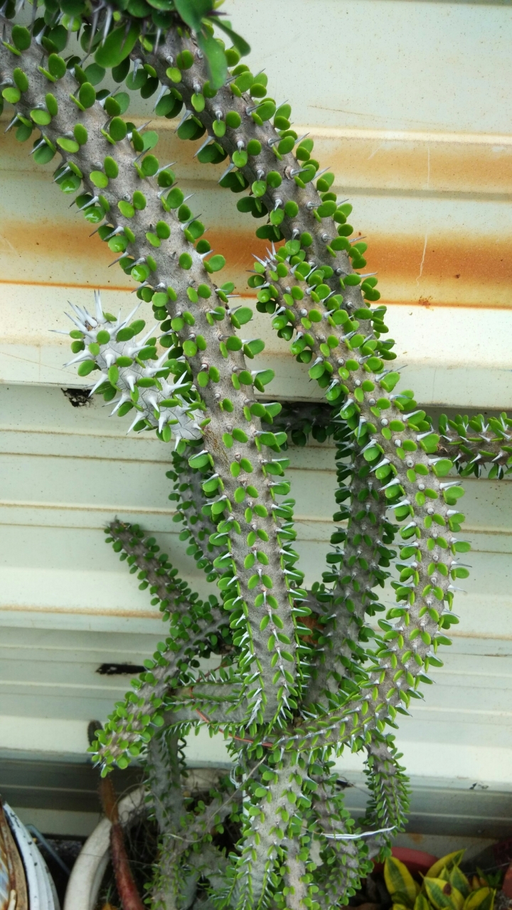 請問這植物叫什麼名字