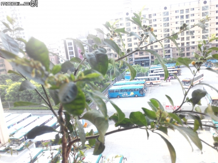 請問哪位大大可以告訴我這些植物名稱及功效?謝謝