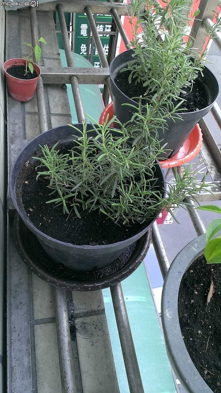香草類問題一問