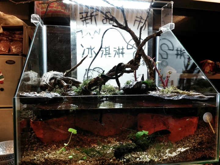 新手設缸初體驗－水陸好好玩