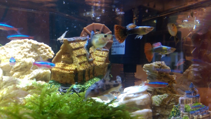新手第一次養魚缸