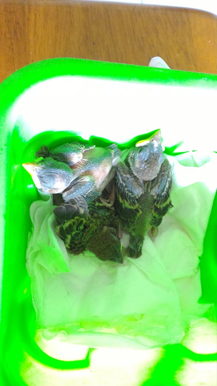 廚房傳出鳥叫聲