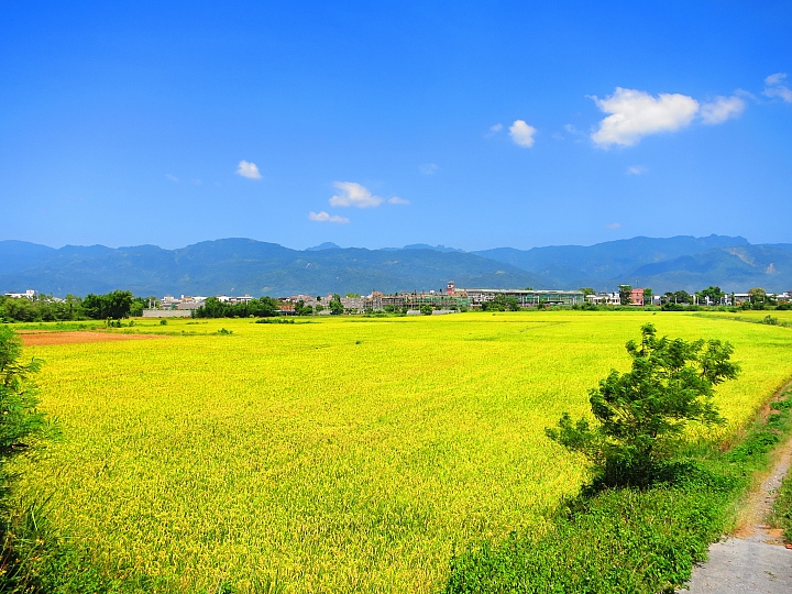 花蓮巡田水~稻浪&海浪(圖多慎入)