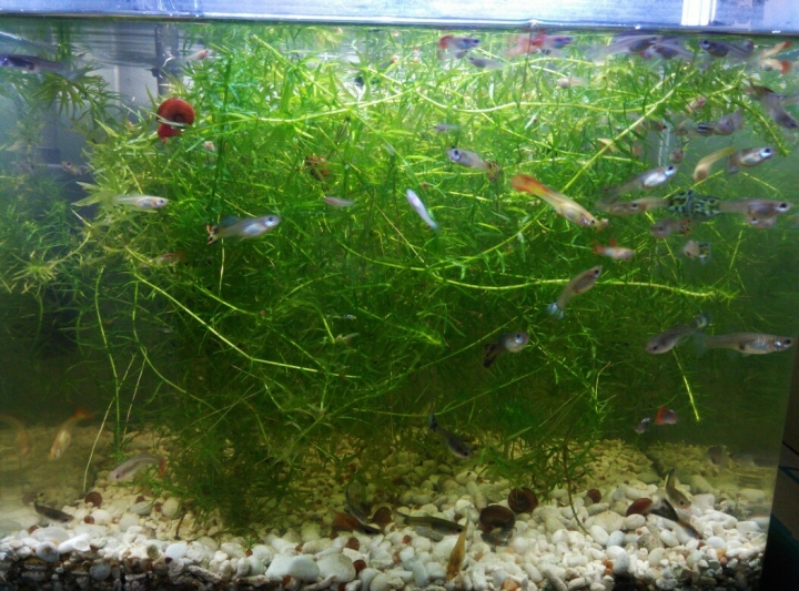 蘋果螺送養~