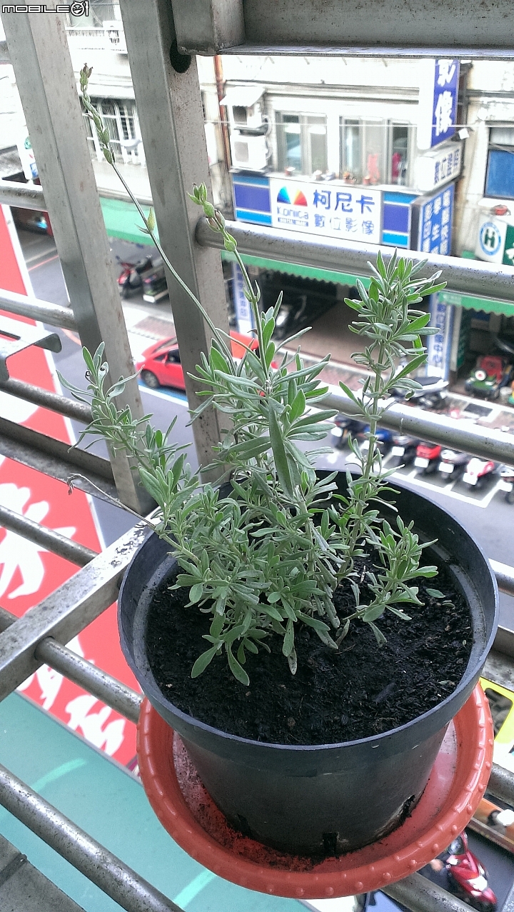 香草類問題一問