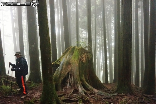 台北長征阿里山-三陽Rv270-仲夏避暑趣