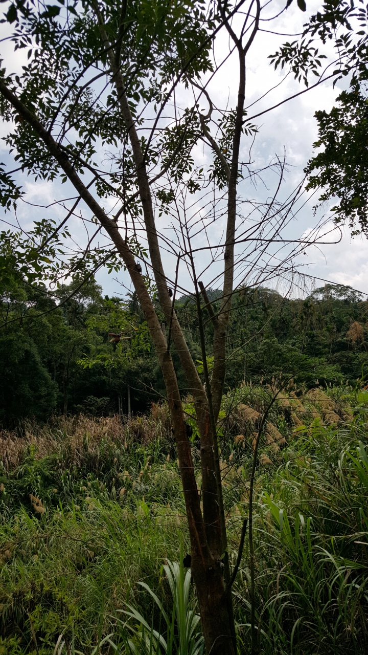 星象生態自然人文Galaxy S6創意動態攝影<<華山篇>>